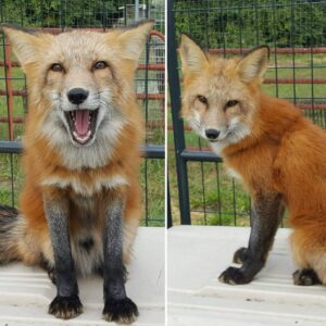 RED FOX FOR SALE IN STOCK