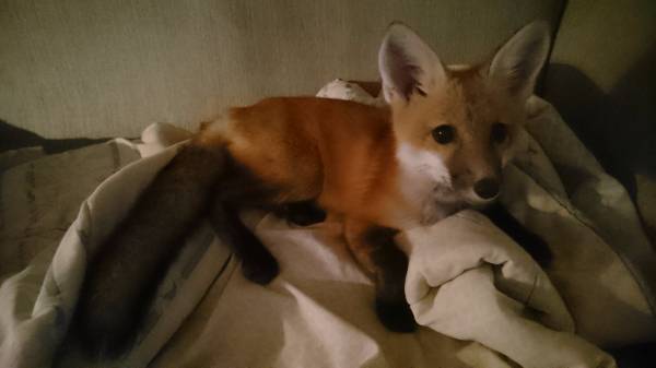 red fox pet